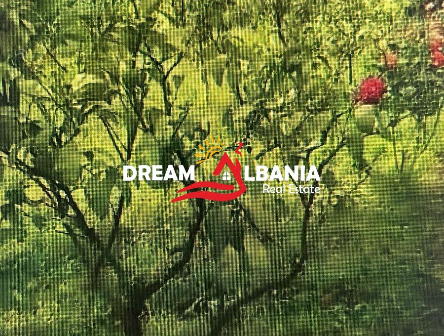 WhatsApp Image 2026-01-12 at 5.15.17 PM